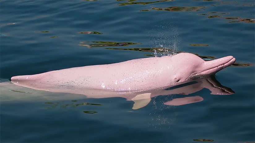 Amazon pink river dolphin