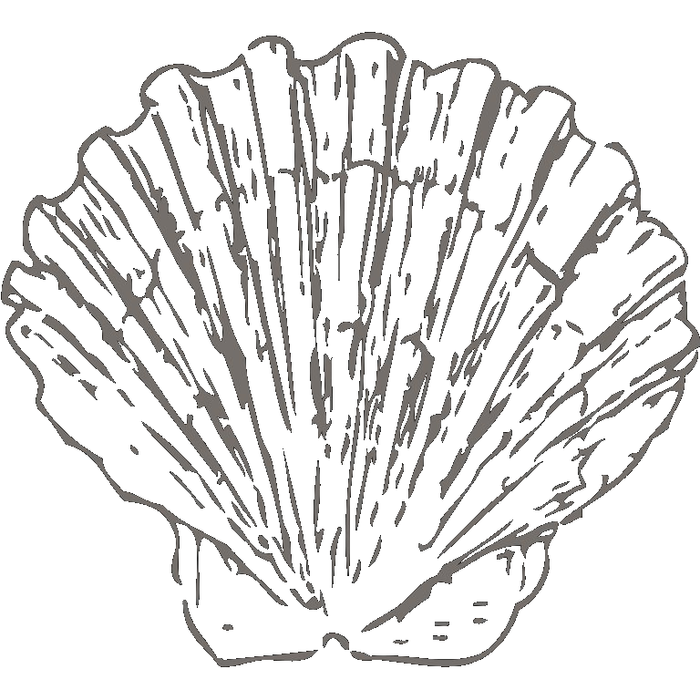 decorative shell
