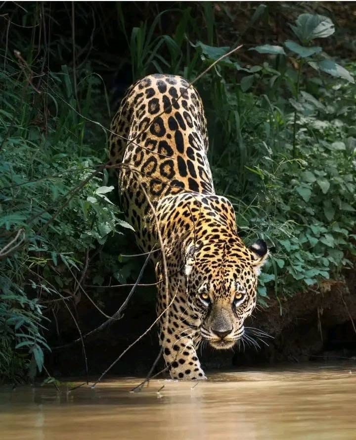 Pantanal jaguar