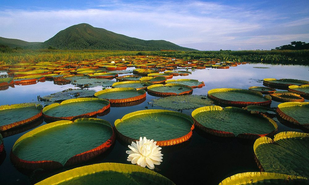 Pantanal water lilies